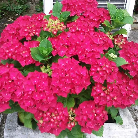 Grzin Mošćenička Draga